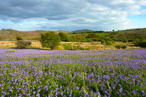 Stunning carpet of bluebells at Holwell Lawn, Dartmoor